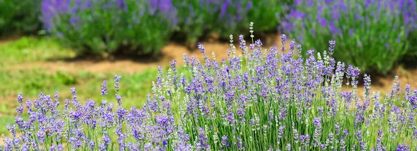 Lavender Flower Bushes Field Production Perfumes Essential Oils — Foto Stock