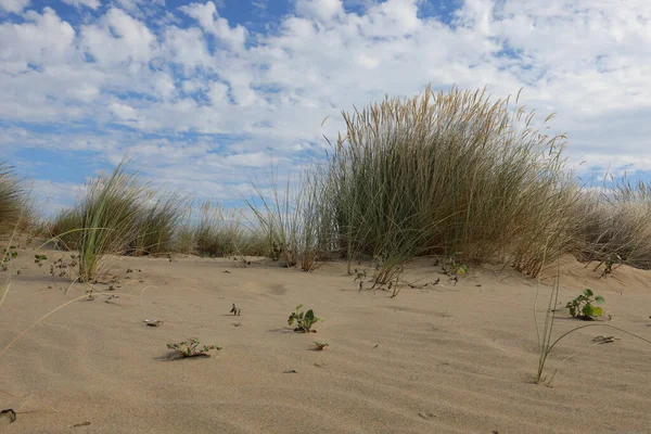 Bushes Dry Grass Growing Sandy Desert Ground Dryness — Stock Photo, Image