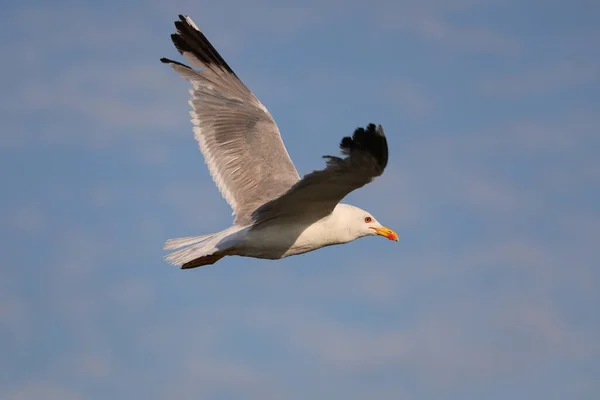 Big Seagull Flies High Outstretched Wings Blue Sky — Stock Photo, Image