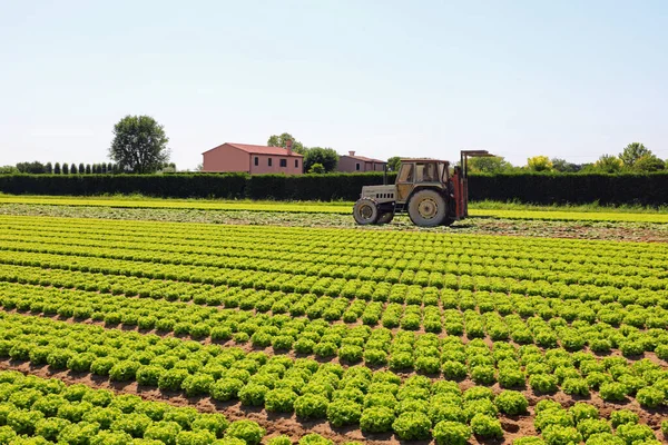 レタスの播種と収穫のための栽培分野に大きな車輪を持つトラクター — ストック写真