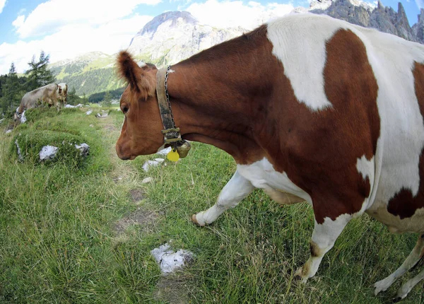 Koeien Grazen Een Hoge Bergweide Zomer — Stockfoto