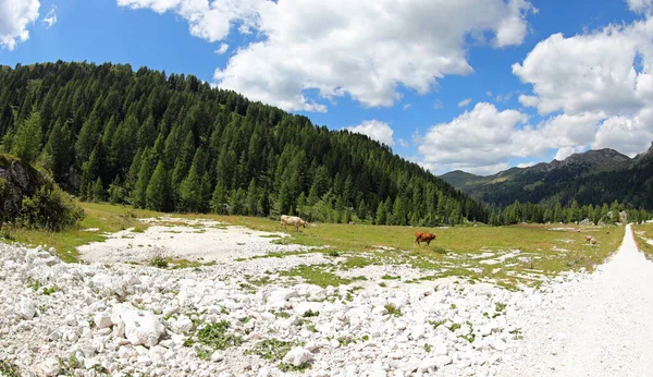 Αγελάδα Στις Ιταλικές Άλπεις Στην Οροσειρά Των Δολομιτών Στη Βόρεια — Φωτογραφία Αρχείου