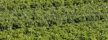 green head of fresh lettuce grown in the cultivated field in summer