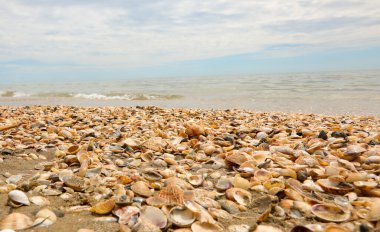 Yazın yüzbinlerce deniz kabuğu.