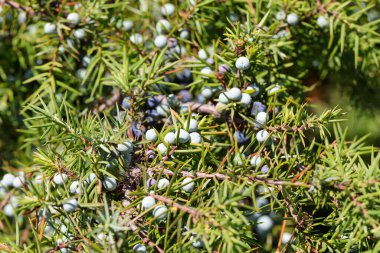 Yazın dikenli çalılıklarda ardıç meyveleri