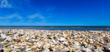 Yazın yüzbinlerce deniz kabuğu.