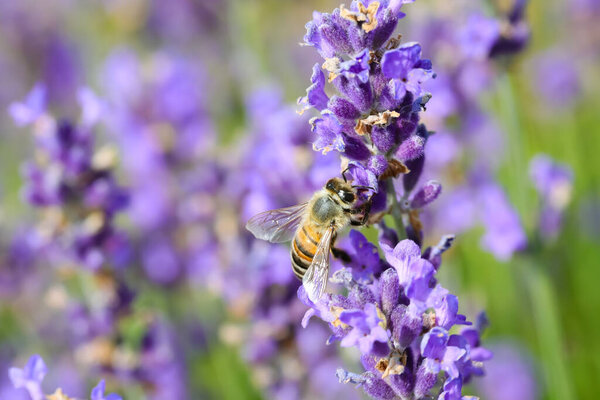 bee sucking nectar from lavender flower in spring