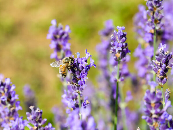 bee sucking nectar from lavender flower in spring