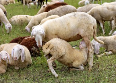 beyaz koyun otlatma birçok sürüsü ortasında onu kuzu besleme anne koyun