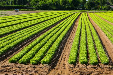 green heads of lettuce in the wide field with sandy soil