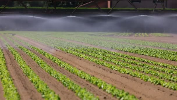 Automatic Irrigation System Sprinklers Spray Water Field — Video Stock