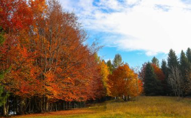 fantastic autumn landscape with colorful leaves ready to fall