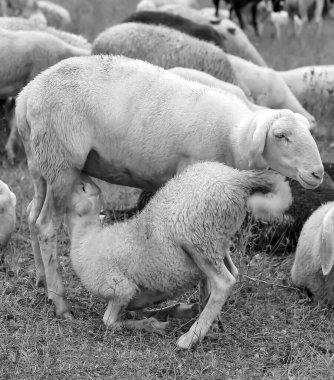 Anne koyun otlatma beyaz koyun sürüsü içinde onu kuzu besleme