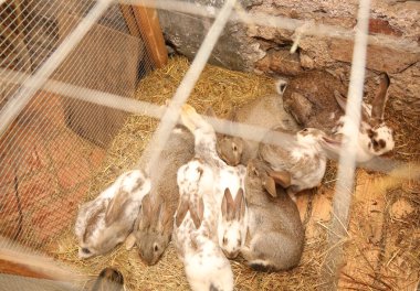 group of many caged rabbits in the hutch and you can also see the protective net