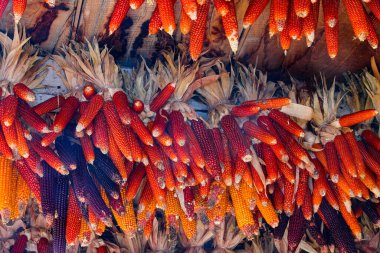cobs of corn hanging from the ceiling of the farm for drying the corn Kernels
