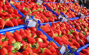 many baskets of ripe red strawberries for sale in the fruit and vegetable market
