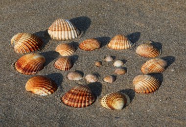 Many Cockle type shells of various sizes that form a spiral on the beach