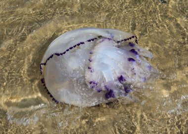 large jellyfish called SEA LUNG that swims in the shallow water near the shore