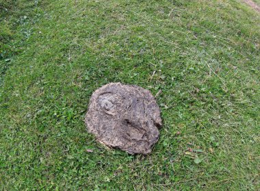 dry excrement of a cow on the mountain lawn after the passage of the herd