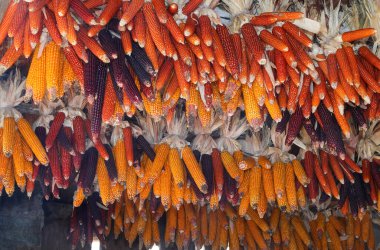 lots of cobs with corn seeds hung from the ceiling to be dried far from the danger of rodents