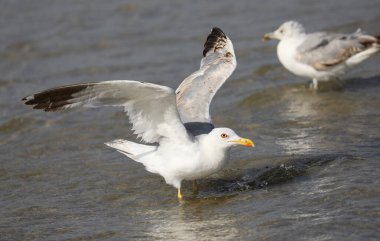 Great white seagull with beautiful yellow and some gray feathers on the beach