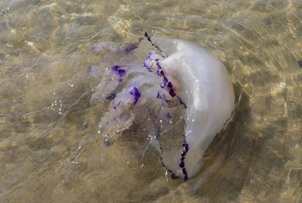 Large Jellyfish Called Sea Lung Swims Shallow Water Shore — Stock Photo, Image