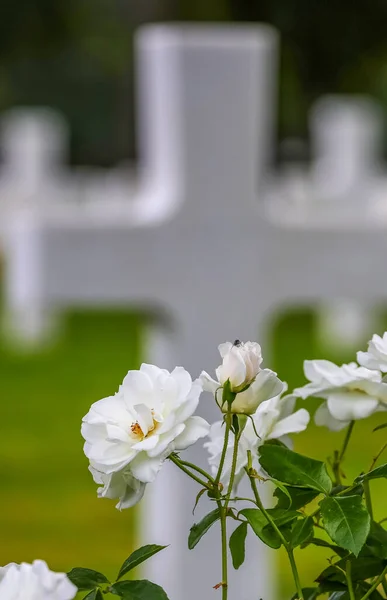 many white roses flowers and crosses on the graves on background