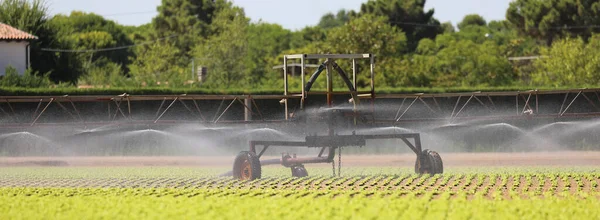 Sistema Automático Irrigação Por Aspersão Campo Cultivado Durante Período Seco — Fotografia de Stock