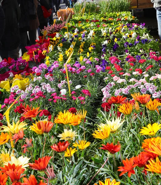 Stragan Różnego Rodzaju Kwiatów Sprzedaż Wolnym Powietrzu Rynku Kwiatów Wiosną — Zdjęcie stockowe