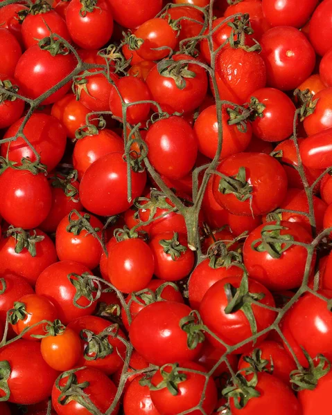 Hintergrund Vieler Reifer Rotweine Die Gerade Der Sommersonne Gesammelte Tomaten — Stockfoto