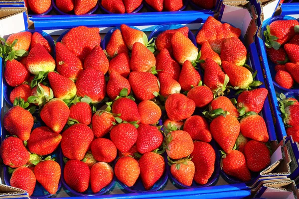Muitas Cestas Morangos Vermelhos Maduros Para Venda Mercado Frutas Vegetais — Fotografia de Stock