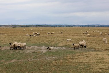 Suffolk 'un koyun sürüsü, siyah kafalı, kalın yün yünü ile otlayan bir tür.