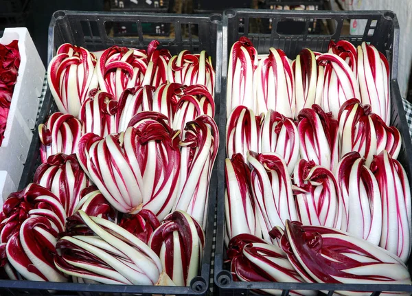 意大利冬季特产 Tardivo 红色根茎的销售 — 图库照片