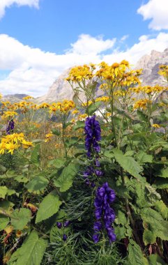 Sarı alp çiçekleri ve yüksek dağ çayırlarında açan diğer bitkiler ve arka planda Avrupa Alpleri