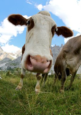 Balık gözü merceğiyle çekilmiş komik bir inek ağzı.