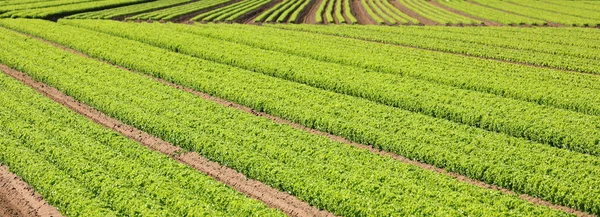 Široké Pole Zeleného Čerstvého Salátu Létě — Stock fotografie