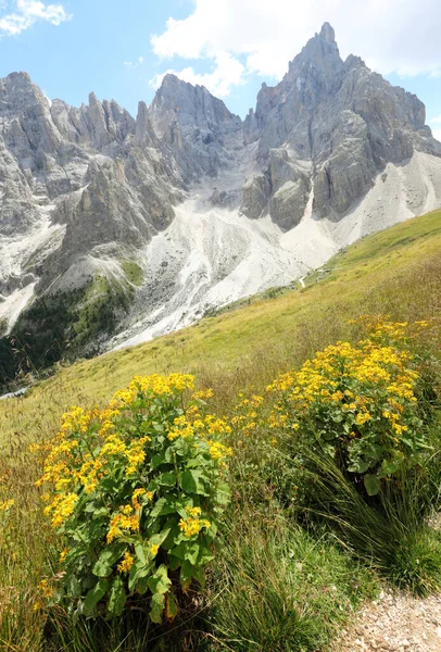 Flores Árnica Alpina Amarilla Prado Alta Montaña Los Alpes Europeos — Foto de Stock