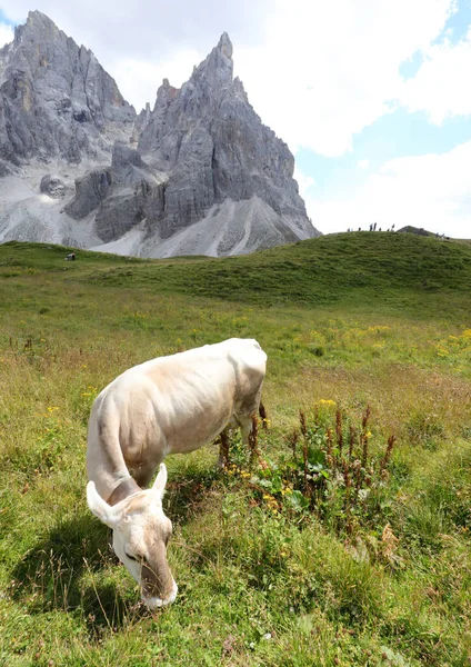 Wypas Krów Łące Wysokogórskiej Alpach Europejskich Tle — Zdjęcie stockowe