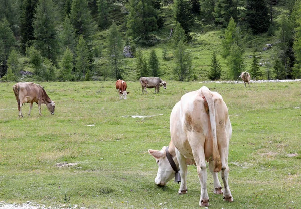 夏には山の緑の牧草地で多くの放牧牛が — ストック写真