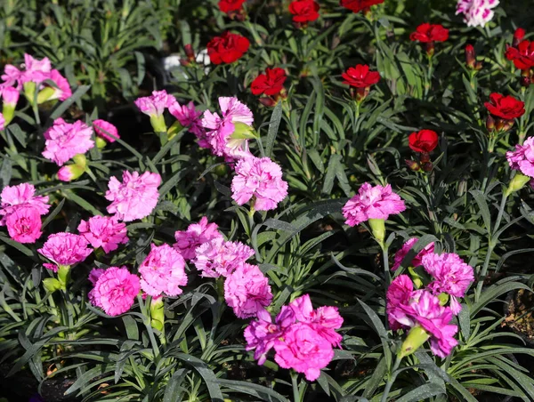 许多花在春天开花店时 颜色是紫色和红色的 — 图库照片