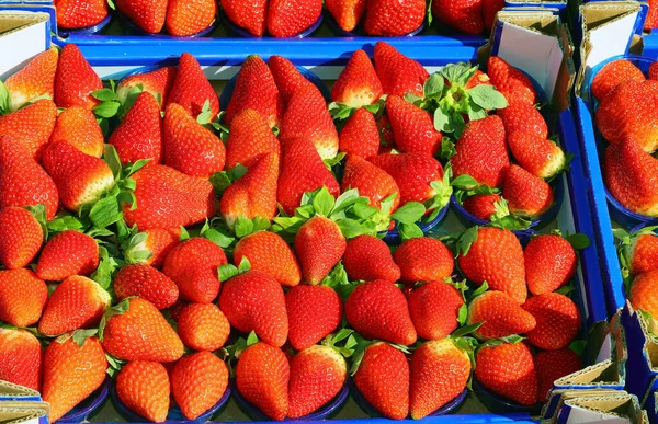 Morangos Vermelhos Para Venda Mercado Frutas Produtos Hortícolas — Fotografia de Stock