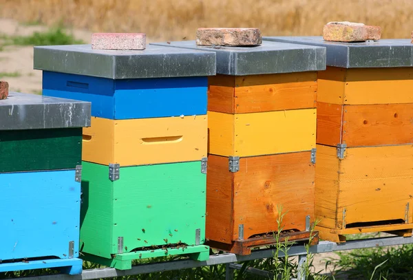 Πολύχρωμες Κυψέλες Μελισσών Για Την Παραγωγή Βιολογικού Μελιού Στη Μέση — Φωτογραφία Αρχείου