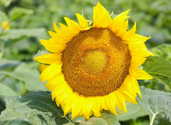 Хороший Желтый Цветок Называется Подсолнух Широкими Лепестками Летом — стоковое фото