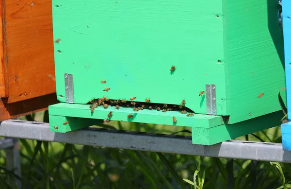 Λεπτομέρεια Της Κυψέλης Πράσινων Μελισσών Στην Παραγωγή Βιολογικού Μελιού — Φωτογραφία Αρχείου