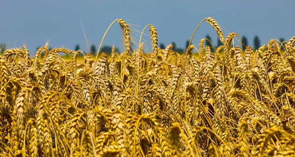 Dojrzałe Uszy Kukurydzy Gotowe Być Moimi Garniturami Późnym Latem — Zdjęcie stockowe