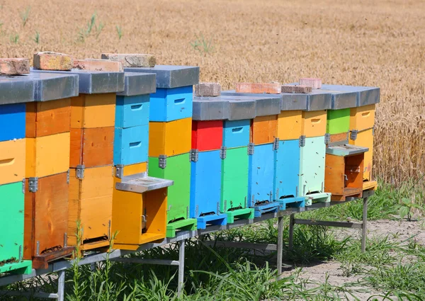 Tarlanın Ortasında Organik Bal Üretimi Için Renkli Arı Kovanları — Stok fotoğraf