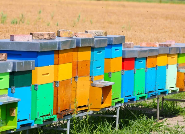 Yazın Tarlanın Ortasında Organik Bal Üretimi Için Renkli Arı Kovanları — Stok fotoğraf