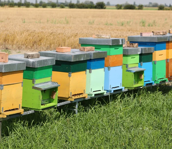 Πολύχρωμες Κυψέλες Μελισσών Για Την Παραγωγή Βιολογικού Μελιού Στη Μέση — Φωτογραφία Αρχείου