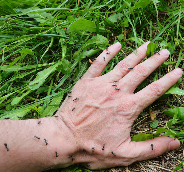 hand of man with many anrants on the meadow