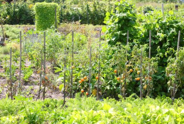 Şehrin kenar mahallelerindeki büyük şehir bahçelerinde domates bitkileri ve diğer sebzeler